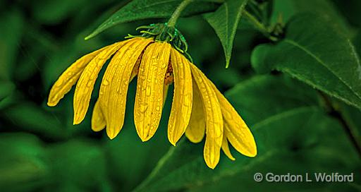 Droopy Wet Brown-eyed Susan_P1170461-3.jpg - Photographed at Smiths Falls, Ontario, Canada.
